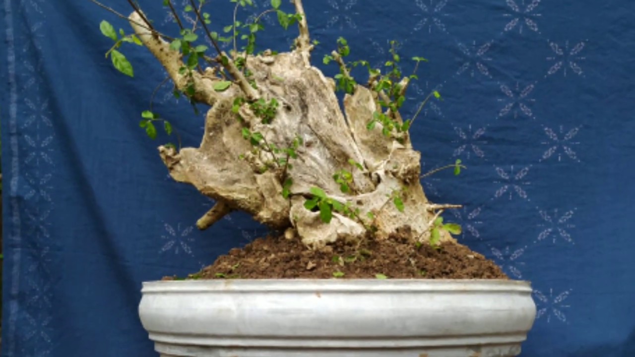 Detail Bonsai Serut Terindah Nomer 8