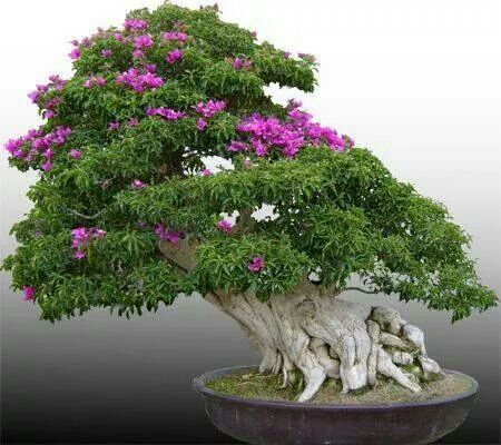 Detail Bonsai Serut Terindah Nomer 9