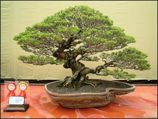 Detail Bonsai Serut Termahal Di Dunia Nomer 11