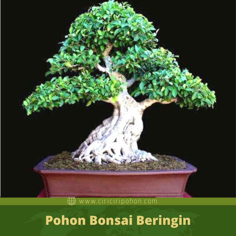 Detail Bonsai Serut Termahal Di Dunia Nomer 27