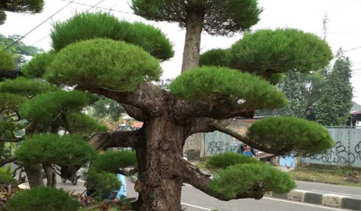 Detail Bonsai Serut Termahal Di Dunia Nomer 39