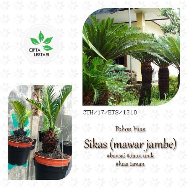 Detail Bonsai Sikas Unik Nomer 23