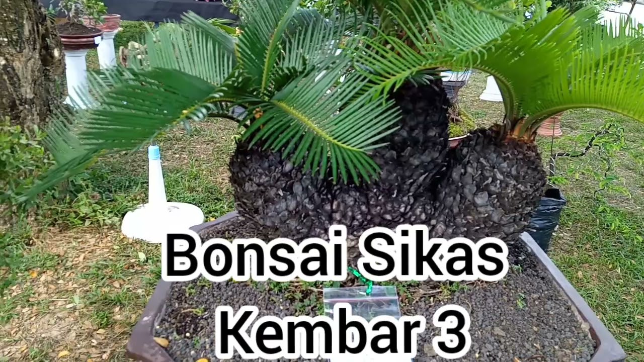 Detail Bonsai Sikas Unik Nomer 5