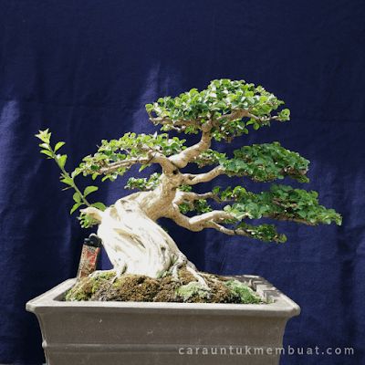 Detail Bonsai Sisir Terbaik Nomer 7