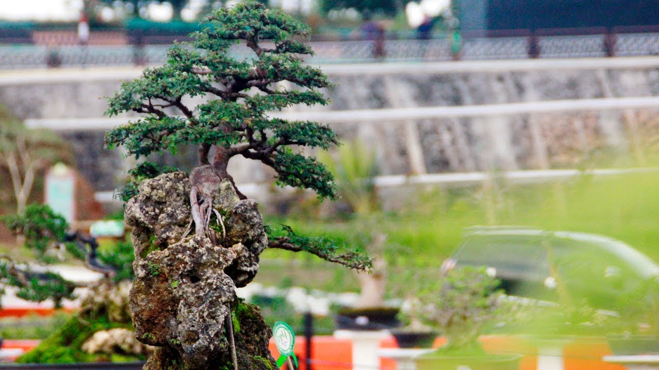 Detail Bonsai Sisir Terbaik Nomer 8