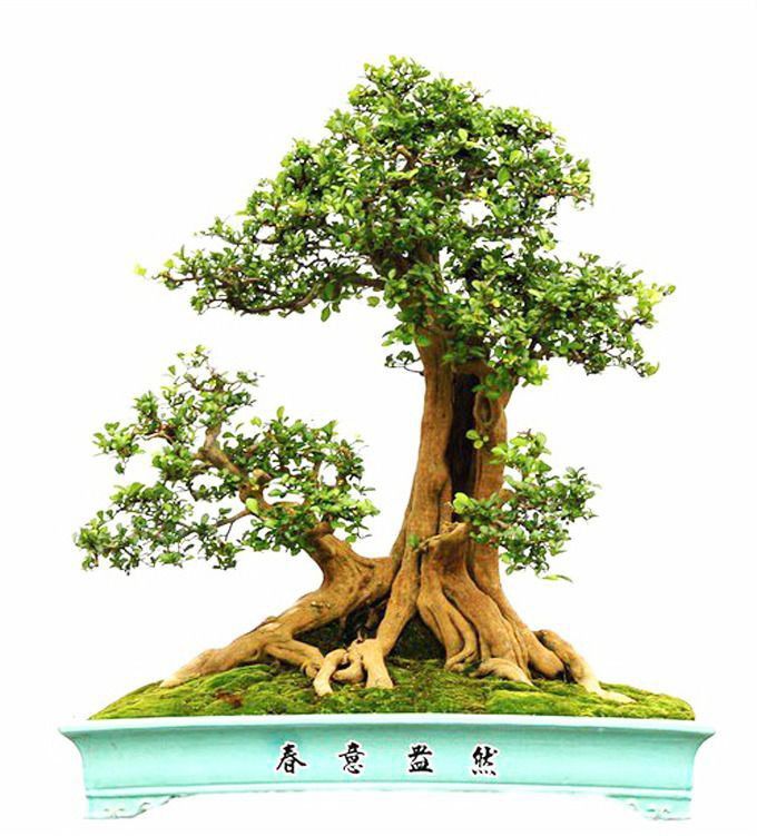 Detail Bonsai Sisir Terbaik Nomer 16