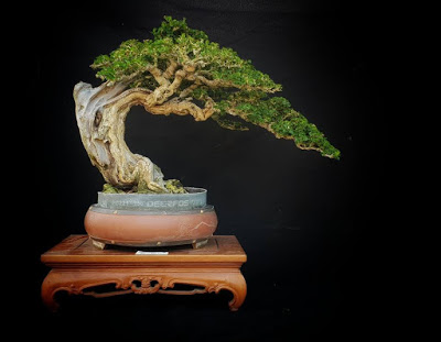 Detail Bonsai Sisir Terbaik Nomer 3