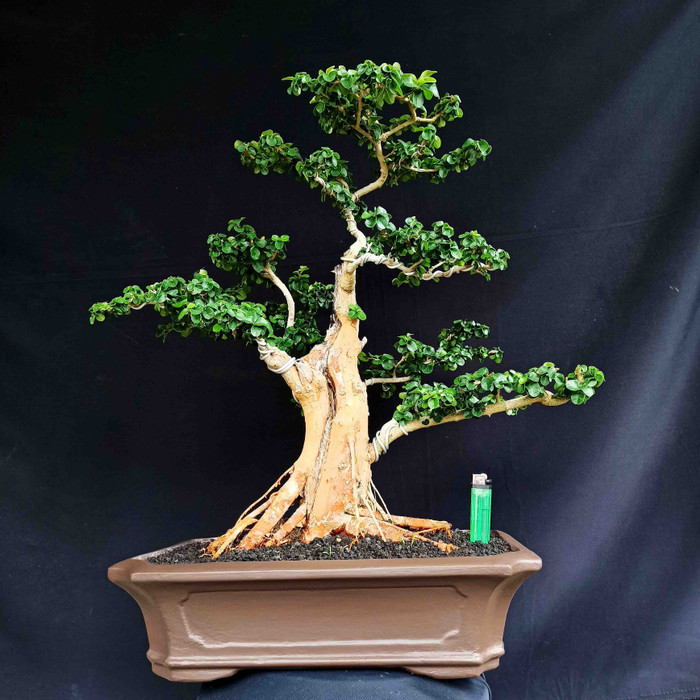 Detail Bonsai Sisir Terbaik Nomer 21