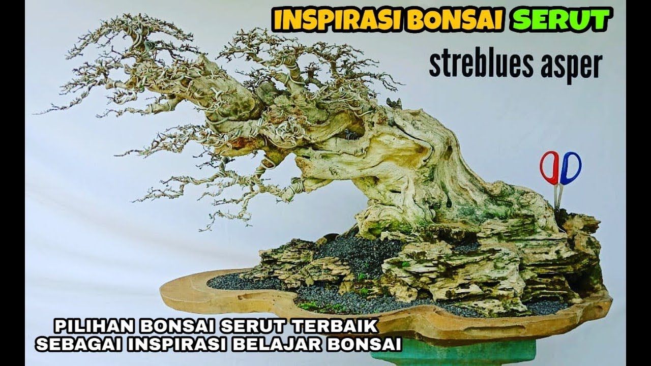 Detail Bonsai Sisir Terbaik Nomer 23