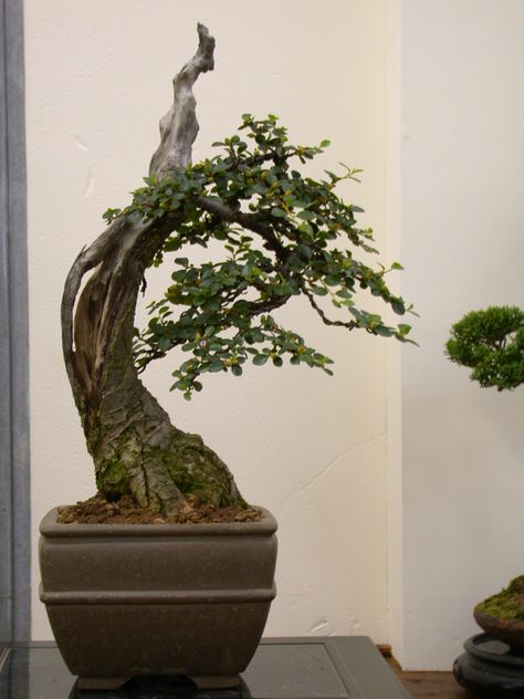 Detail Bonsai Sisir Terbaik Nomer 29