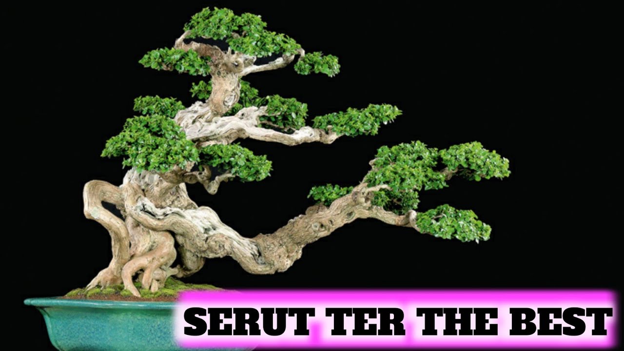 Detail Bonsai Sisir Terbaik Nomer 33