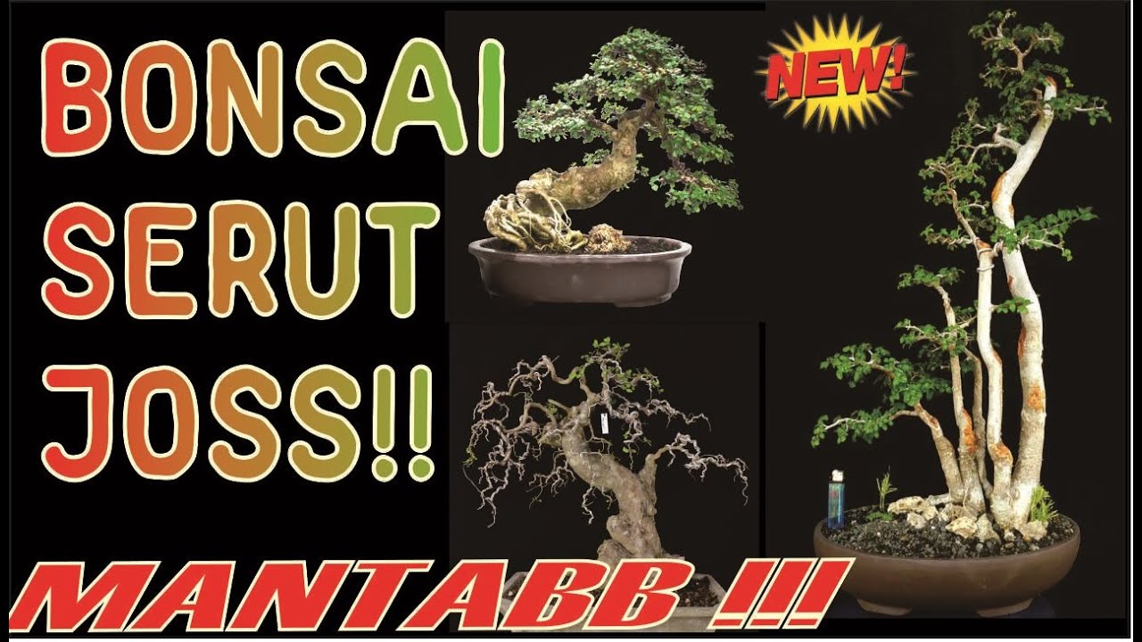 Detail Bonsai Sisir Terbaik Nomer 36