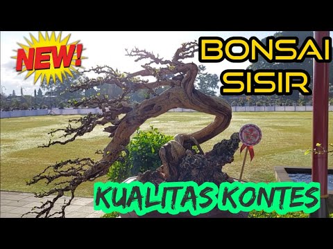 Detail Bonsai Sisir Terbaik Nomer 37