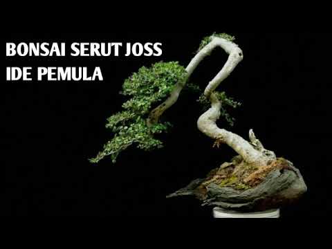 Detail Bonsai Sisir Terbaik Nomer 39