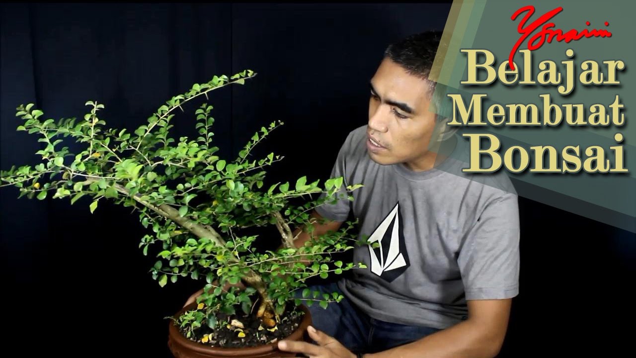 Detail Bonsai Sisir Terbaik Nomer 40