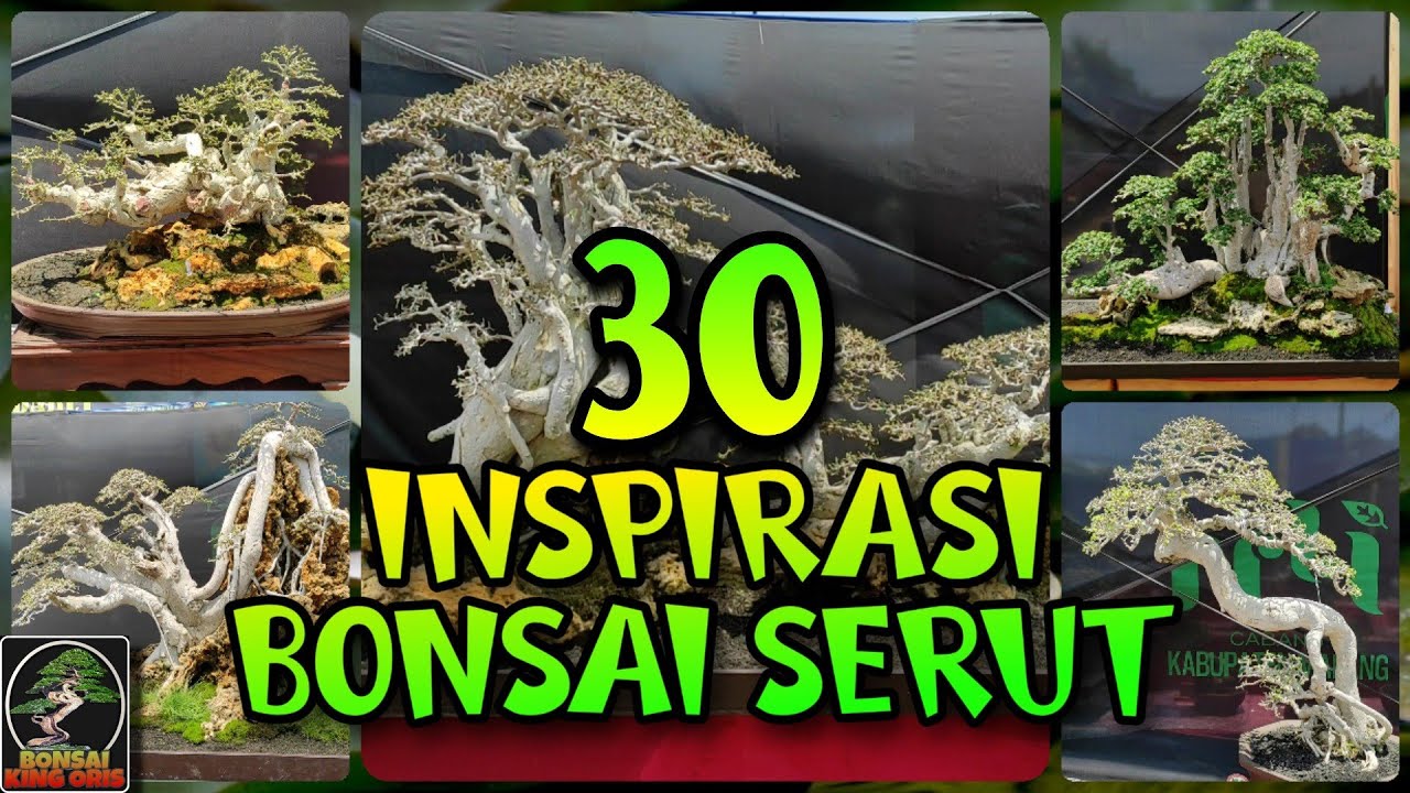 Detail Bonsai Sisir Terbaik Nomer 42