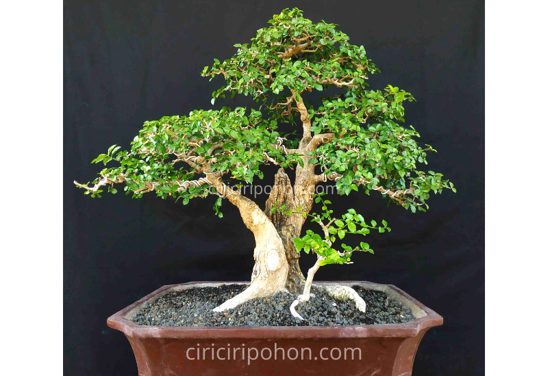 Detail Bonsai Sisir Terbaik Nomer 50