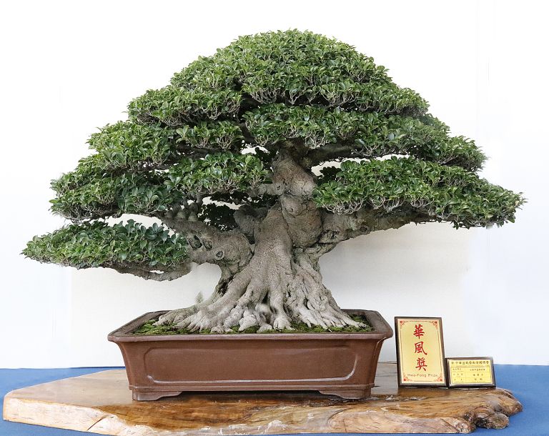 Detail Bonsai Taiwan Gallery Nomer 13