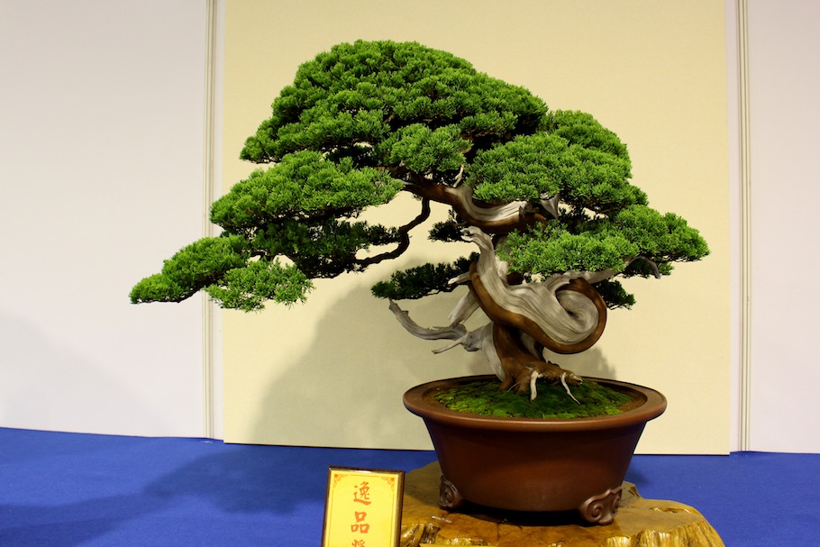 Detail Bonsai Taiwan Gallery Nomer 4