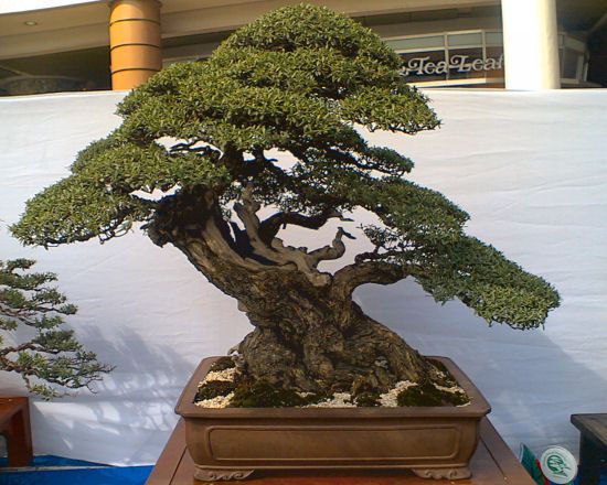 Detail Bonsai Taiwan Gallery Nomer 5