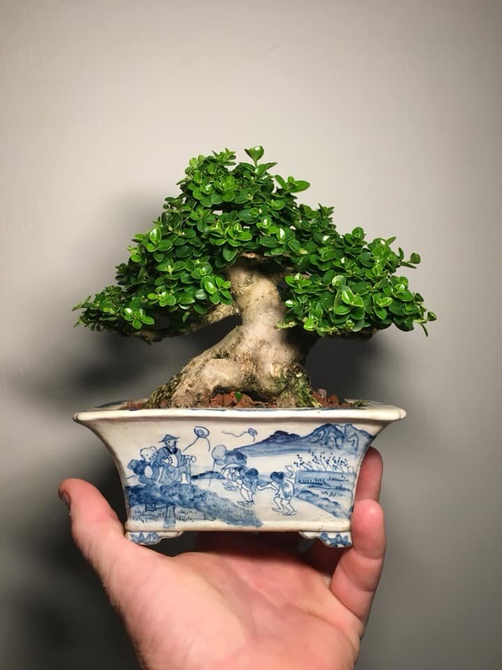 Detail Bonsai Taiwan Gallery Nomer 33