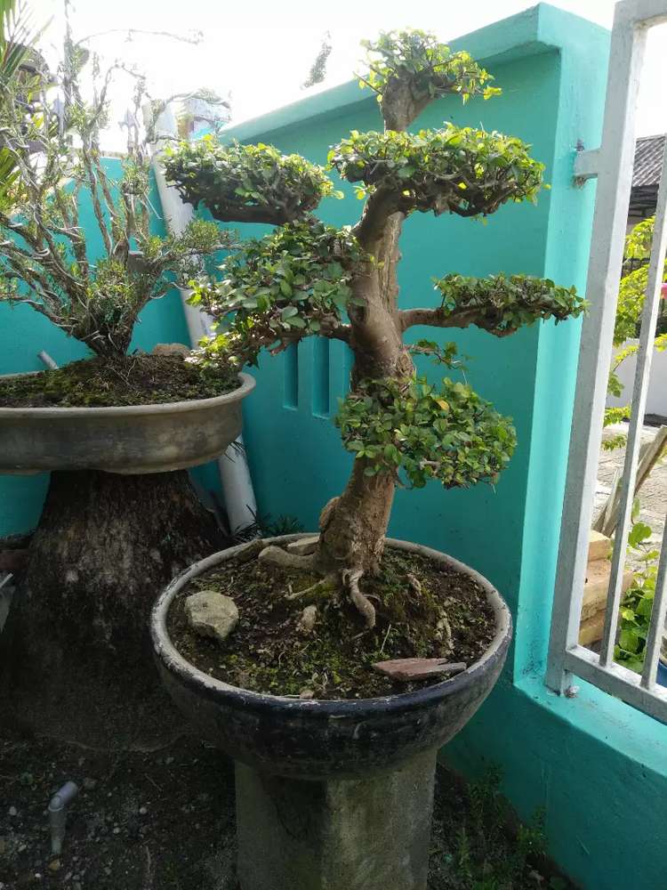 Detail Bonsai Taman Serut Nomer 11