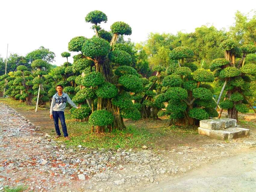 Detail Bonsai Taman Serut Nomer 28