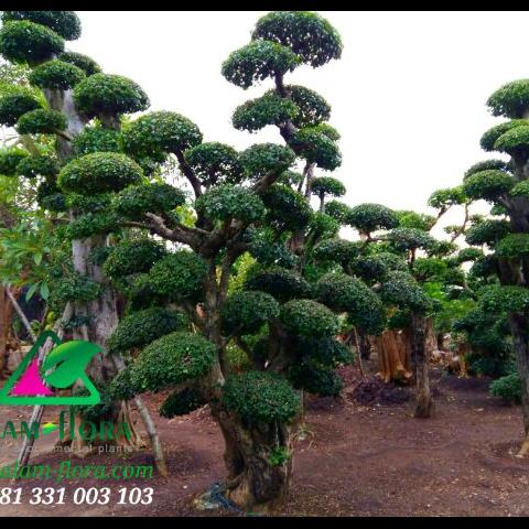 Detail Bonsai Taman Serut Nomer 42