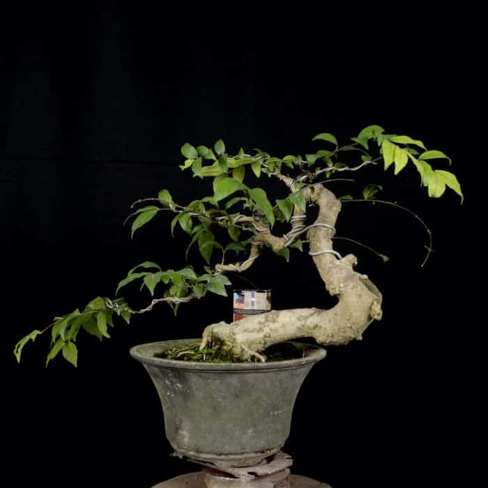 Detail Bonsai Tanaman Liar Indonesia Nomer 11