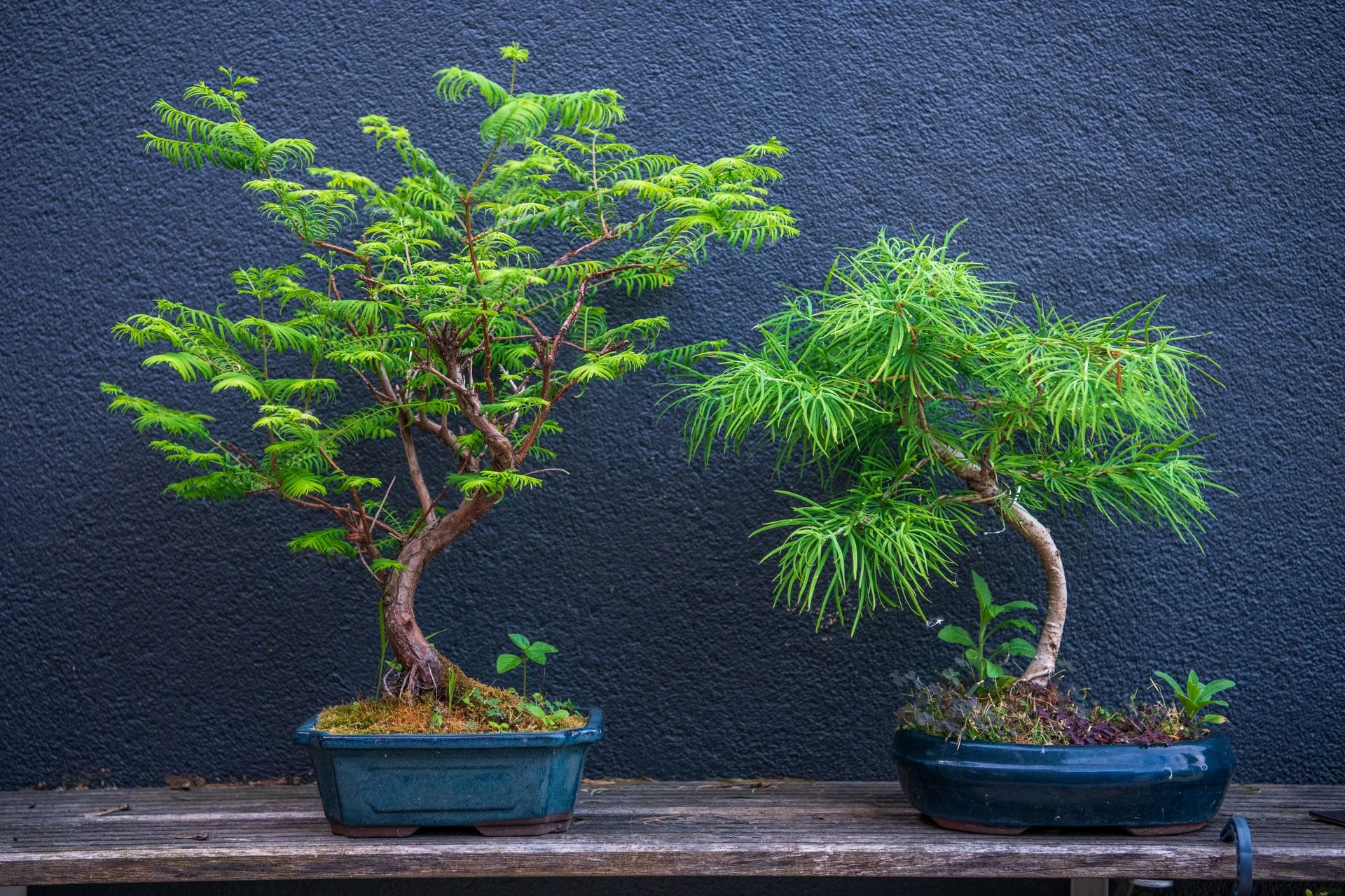 Detail Bonsai Tanaman Liar Indonesia Nomer 13