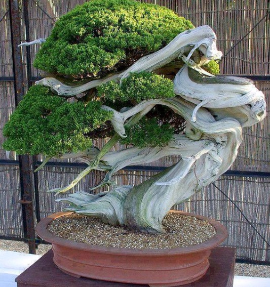 Detail Bonsai Tanaman Liar Indonesia Nomer 29