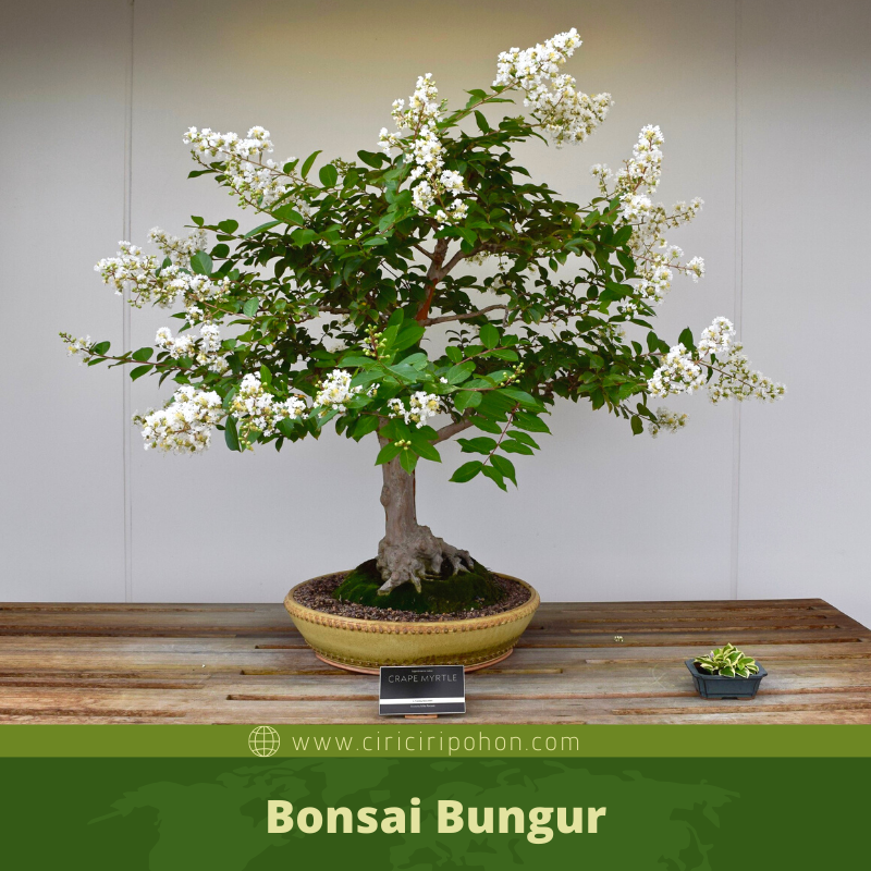 Detail Bonsai Tanaman Liar Indonesia Nomer 34