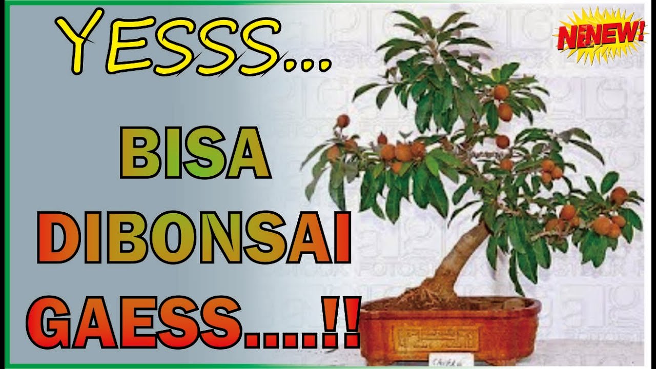 Detail Bonsai Tanaman Liar Indonesia Nomer 36