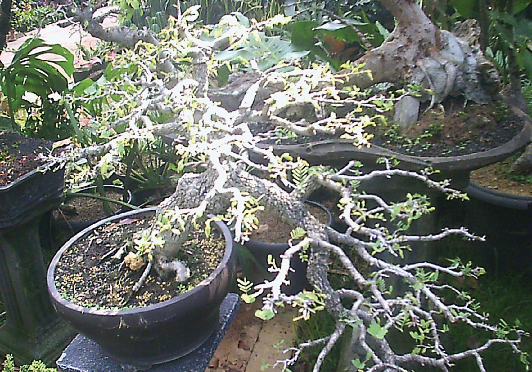 Detail Bonsai Tanaman Liar Indonesia Nomer 41