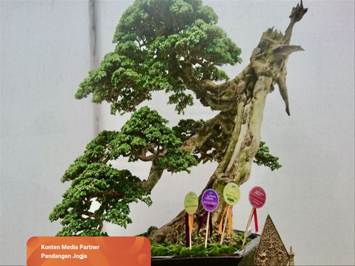 Detail Bonsai Tanaman Liar Indonesia Nomer 43