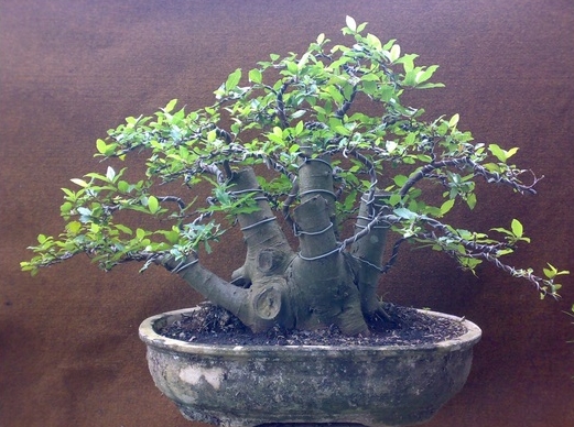 Detail Bonsai Tanaman Liar Indonesia Nomer 45