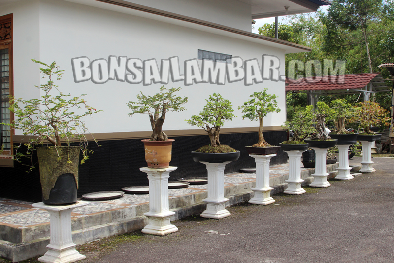 Download Bonsai Tanaman Liar Indonesia Nomer 46