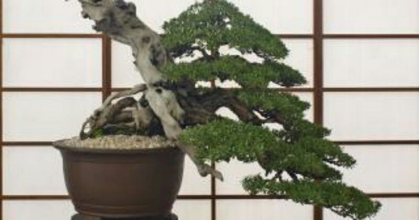 Detail Bonsai Tanaman Liar Indonesia Nomer 47