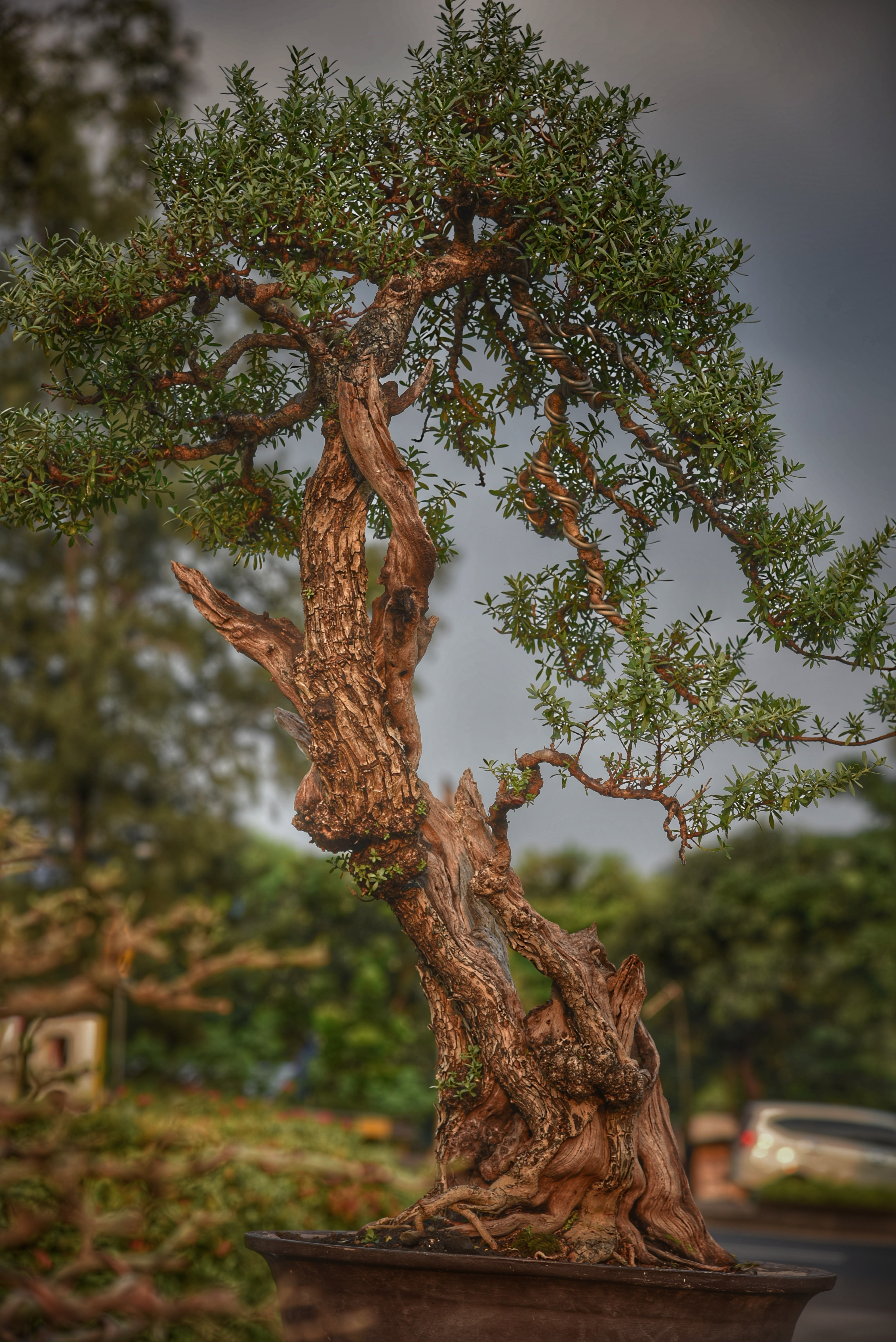 Detail Bonsai Tanaman Liar Indonesia Nomer 49