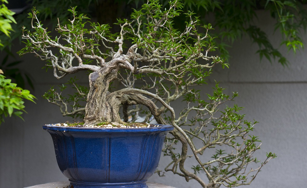 Detail Bonsai Tanaman Liar Indonesia Nomer 51