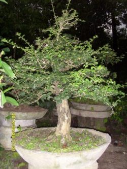 Detail Bonsai Tanaman Liar Indonesia Nomer 54