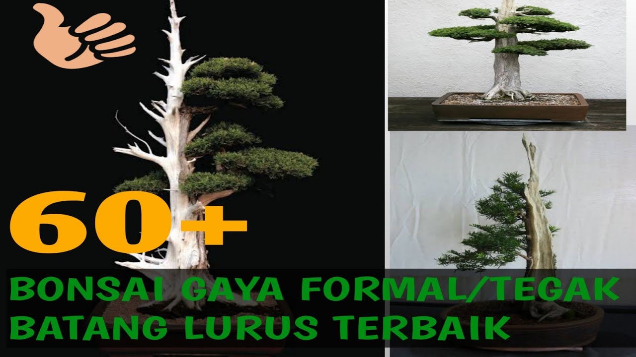 Detail Bonsai Tegak Lurus Nomer 13