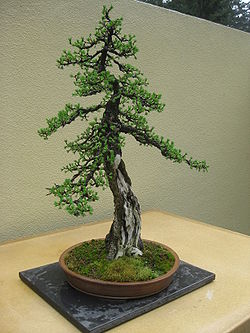 Detail Bonsai Tegak Lurus Nomer 22