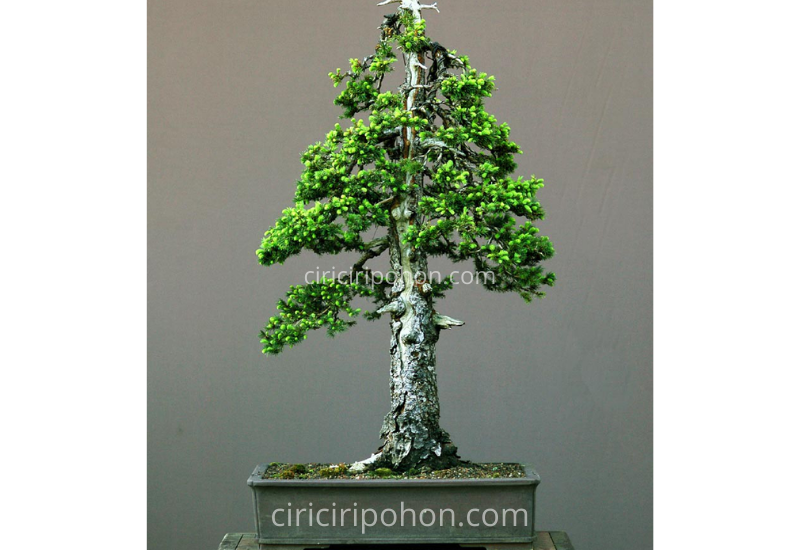 Detail Bonsai Tegak Lurus Nomer 23