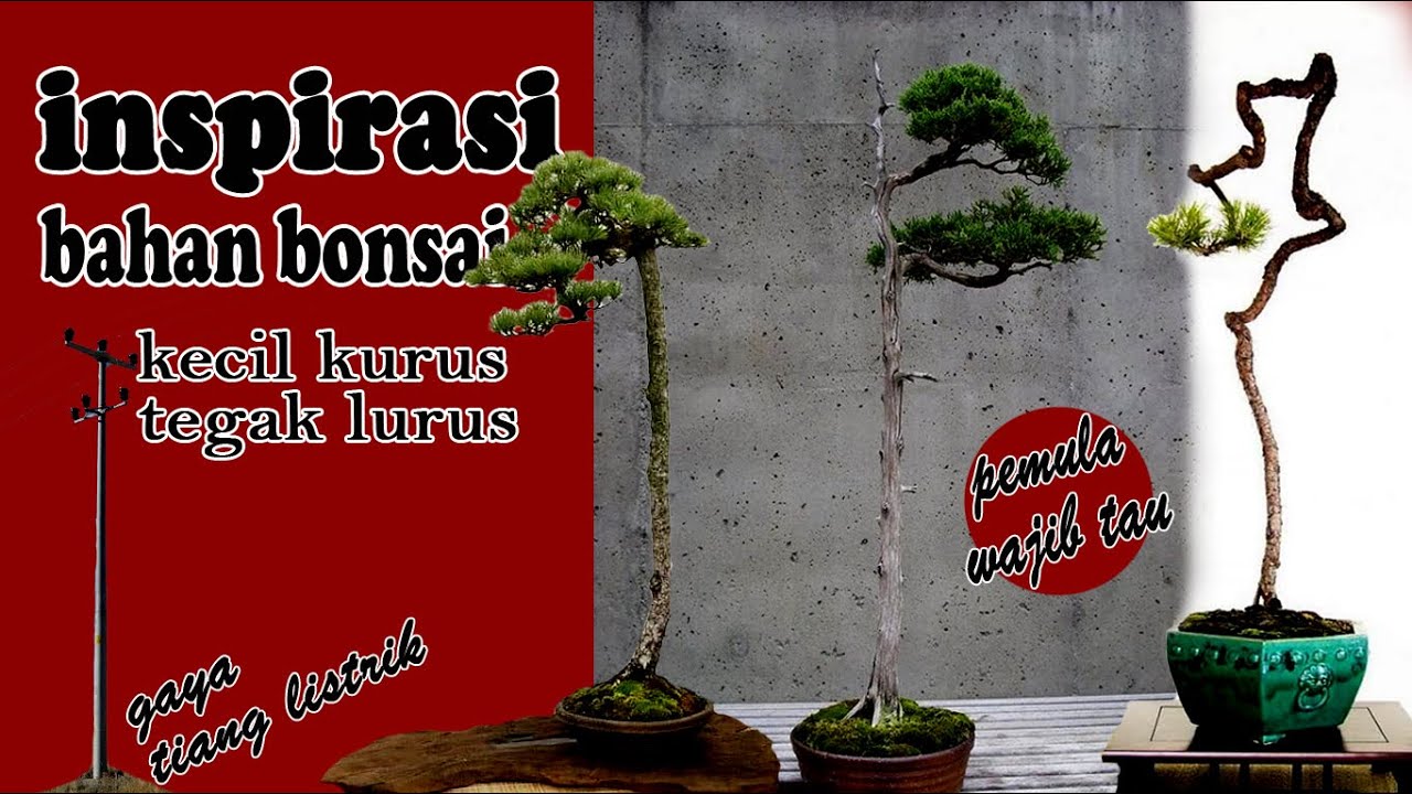 Detail Bonsai Tegak Lurus Nomer 4