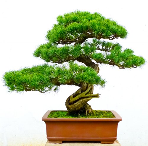 Detail Bonsai Tegak Lurus Nomer 46