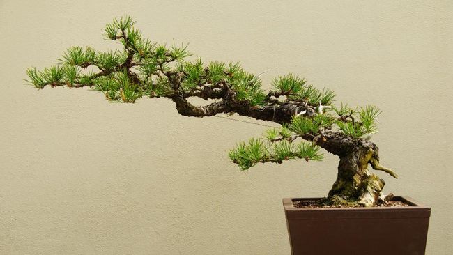 Detail Bonsai Terbaik Di Dunia Nomer 16