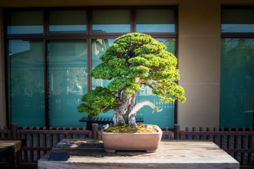 Detail Bonsai Terbaik Di Dunia Nomer 17