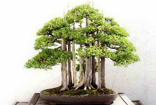 Detail Bonsai Terbaik Di Dunia Nomer 18