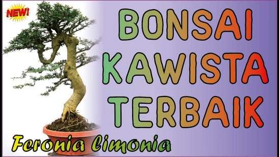 Detail Bonsai Terbaik Di Dunia Nomer 19